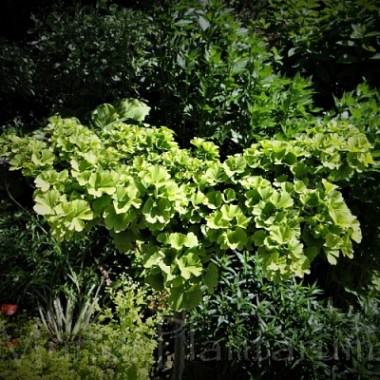 Ginkgo biloba Troll